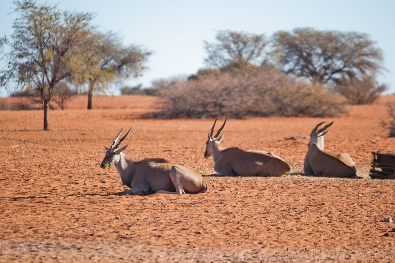 Kalahari Anib Campsite Hardap Exteriör bild